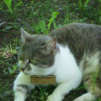 Сытый домашний кот (табличка покорила) :: Юлия Фотолюбитель