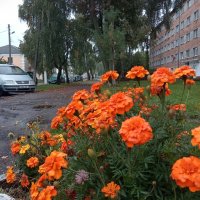 Осенние цветы (2) :: Елена Пономарева