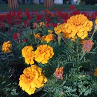 Осенние цветы (5) :: Елена Пономарева