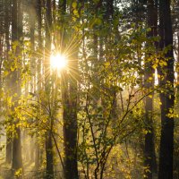 Осень в лесу :: Вадим Фотограф