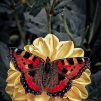 Бабочка :: Ирина Весна