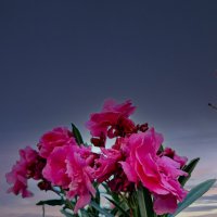 И красивый розовый букет! :: Александр Деревяшкин