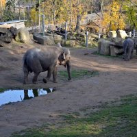 Слоны пражского зоопарка :: Ольга 