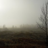 А дальше-туман. :: nadyasilyuk Вознюк