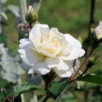 Белая роза... :: Татьяна Гнездилова