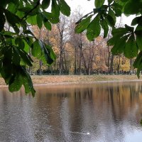 Зеленый занавес для золотой осени :: Наталья Герасимова