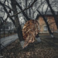 Одинокий лист осени :: Андрей Аксенов