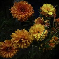 Хризантемы в саду... :: Владимир Шошин