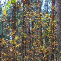 Картинки из осеннего леса :: Маргарита Батырева