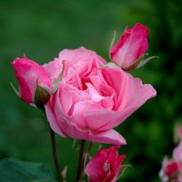 Розовые розы в нашем саду... :: ГЕНРИХ 