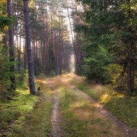 Про солнечный лес :: Сергей Шабуневич