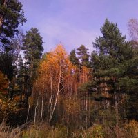 Осенние краски. Балашихинские леса :: Gopal Braj