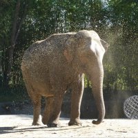 Счастливый слон в пылевом облаке :) :: Nina Yudicheva