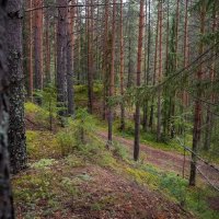 В лесу... :: Николай Гирш