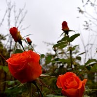 Ноябрьские розы :: Константин Штарк