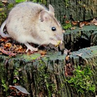 Мышка лесная на пеньке осеннем :: Raduzka (Надежда Веркина)