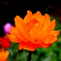 Купальница (жарок) - цветок весны :: ГЕНРИХ 