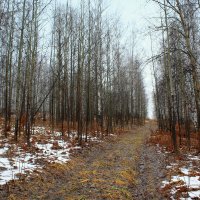 Лес на Трошиной горе :: Нэля Лысенко
