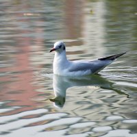 Озерная чайка :: Nina Streapan