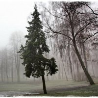 Холодный туман :: Liudmila LLF