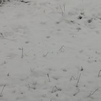 Первый Снег Ноября 2022 :: Митя Дмитрий Митя
