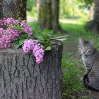 весенний этюд :: Александра [-/