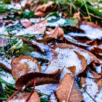 Снежок на опавших листьях :: Андрей Аксенов
