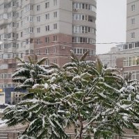 Пальмы в снегу ) :: Татьяна 