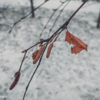 Листики березы в позднюю снежную осень :: Андрей Аксенов