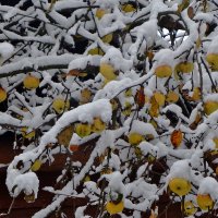 яблоки под снегом :: Ольга 