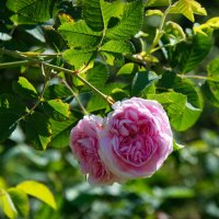 Нежные розы :: lady v.ekaterina