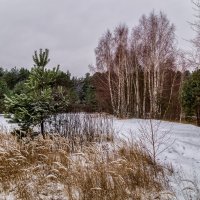 Осенний снег... :: Андрей Дворников