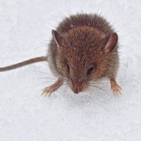 Рыжий маленький мышонок! :: Елена Хайдукова  ( Elena Fly )