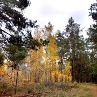 Осенний лес :: Нина Колгатина 