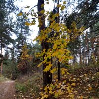 Осенний лес :: Нина Колгатина 
