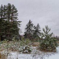 Осенний снег # 02 :: Андрей Дворников