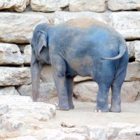 Молодой слон. :: Валерьян Запорожченко