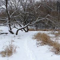 Городской парк после снегопада. :: Милешкин Владимир Алексеевич 