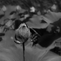 Одинокий цветок :: Петр Фролов
