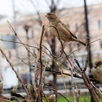 Маскироваться стало трудно. :: Татьяна Помогалова