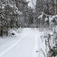 Катыньский лес после снегопада. :: Милешкин Владимир Алексеевич 