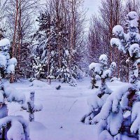 Декабрь...Сказка зимнего леса! :: Владимир 