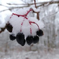 Когда снег и дождь идут одновременно. :: Милешкин Владимир Алексеевич 