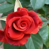 Октябрьская роза в Ялте :: Лидия Бусурина
