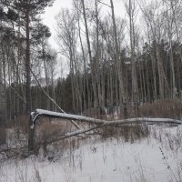 Лесной завал. :: Андрей Хлопонин
