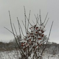 Припорошенные снегом :: Виктор  /  Victor Соболенко  /  Sobolenko