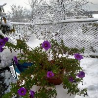 Цветы и первый снег :: Сеня Белгородский