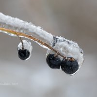 Скованные ледяным дождём :: Александр Синдерёв