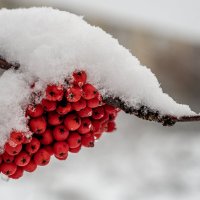 Под снегом. :: Андрей + Ирина Степановы