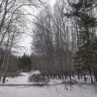В снегах лес Каркаралов :: Андрей Хлопонин